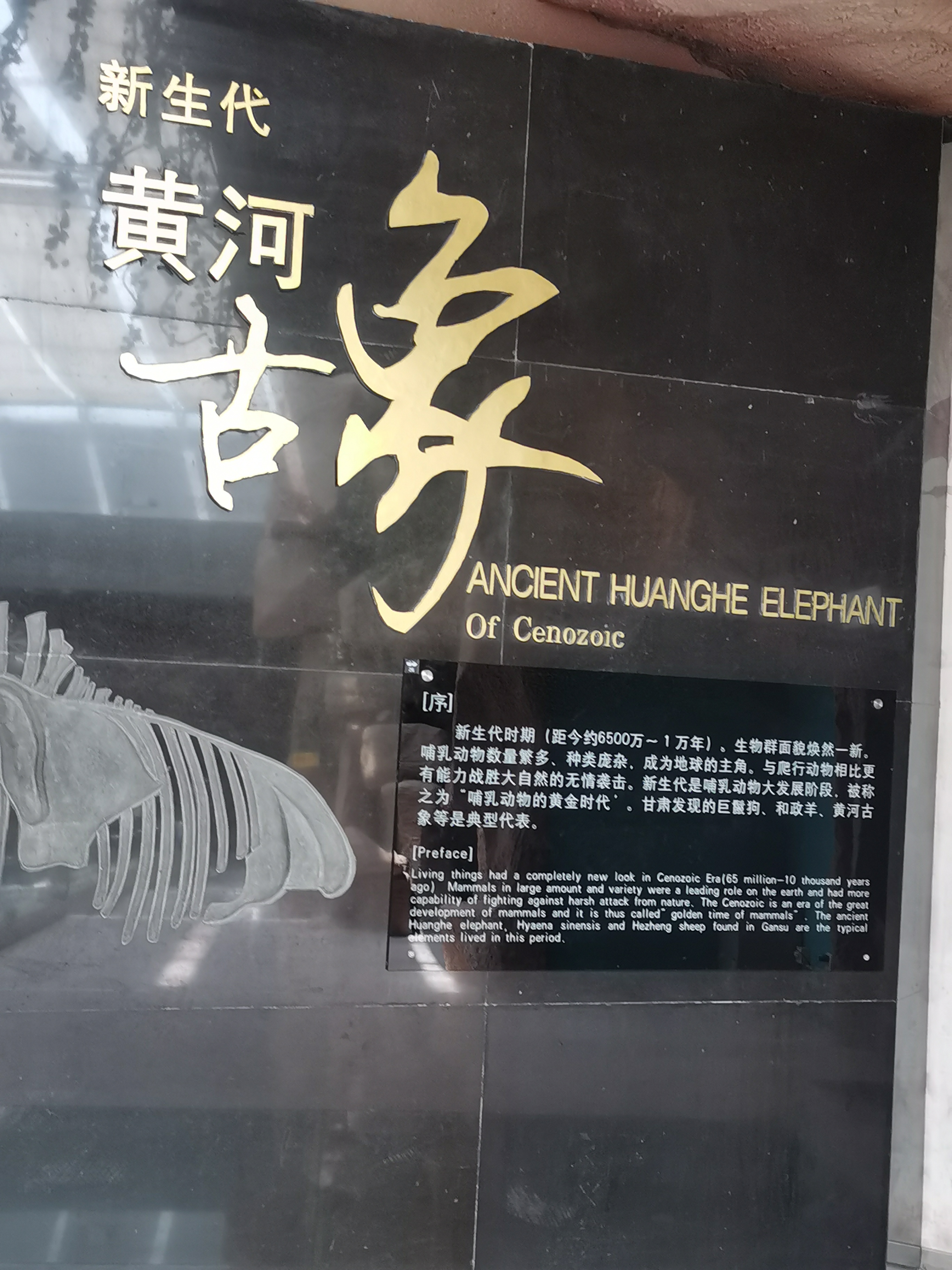 黄河古象 黄河古象