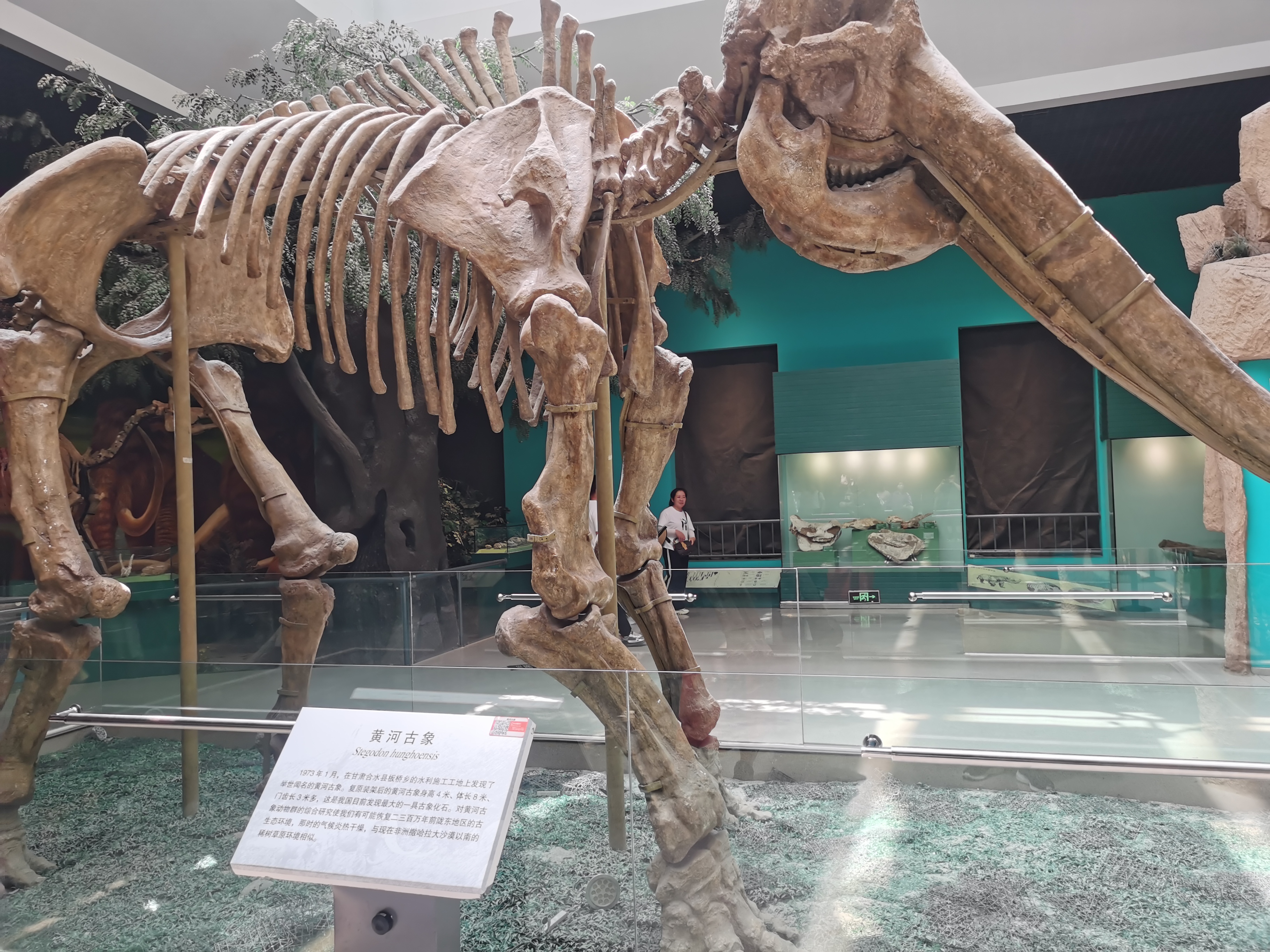 黄河古象 黄河古象