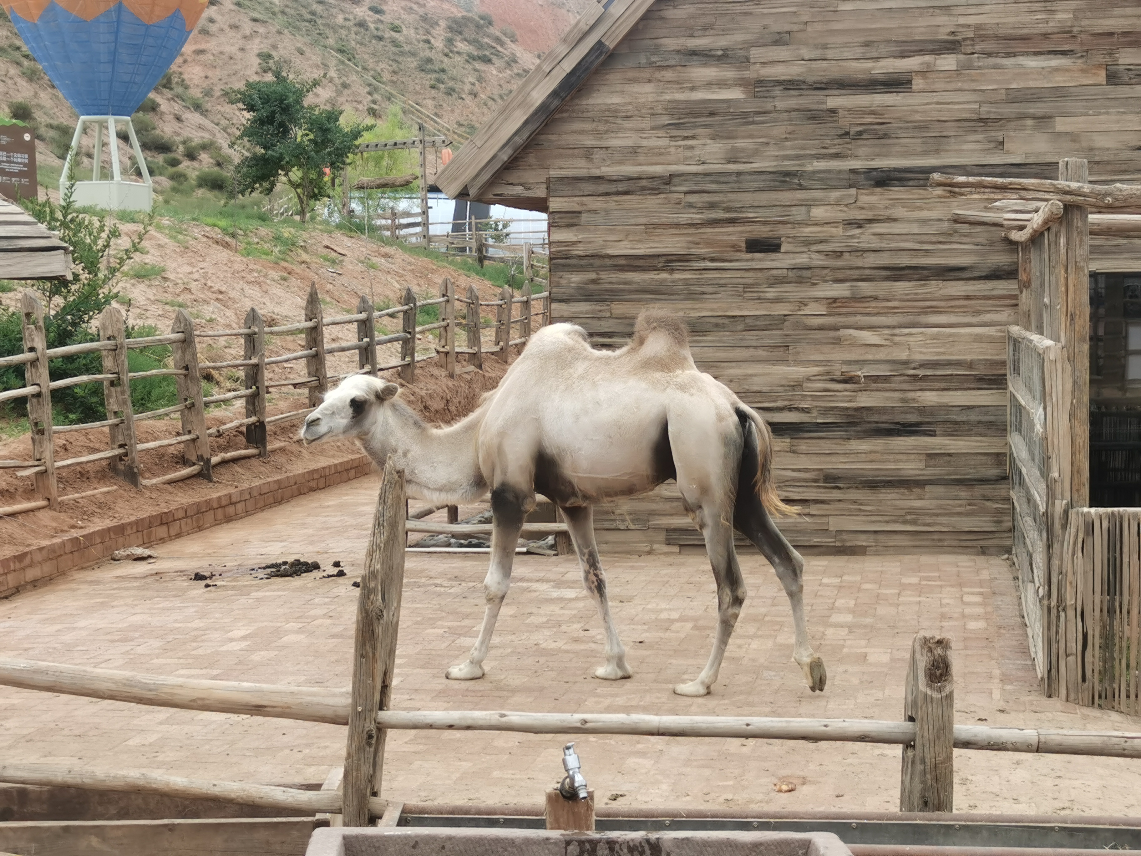 圈养的骆驼 圈养的骆驼